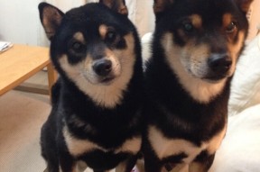 开云kaiyun-国家队中锋体系为何难以接轨现代打法，中锋队员