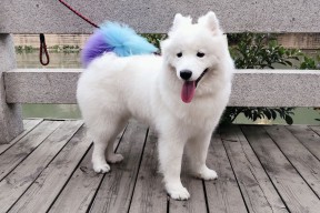 开云·体育官网APP下载-换人节奏是否依据对手战术变化动态调控，换人是啥