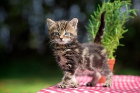 开云官方网站-字母哥快攻反击一人完成三次得分，字母哥逆袭