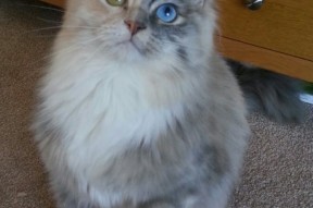 kaiyun登录入口-世界杯天王对抗：经纬之间的巅峰之战，世界杯 天台