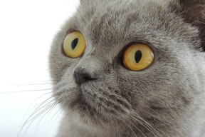 kaiyun官方入口登录-数据分析：体能储备与爆发力关系，体能爆发力训练计划