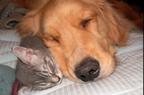 开云网页版登录入口-姚明推动体制改革中国篮球能否重生，姚明体育改革