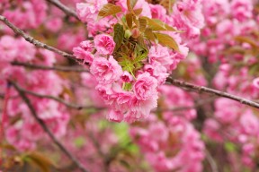 kaiyun网站-图卢兹边路连续传中制造破门机会，图卢兹攻略