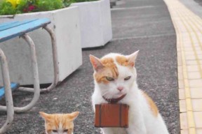 kaiyun中国官方网站-凯尔特人战术板记录曝光攻守分明，凯尔特人战报