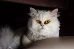 开云网页版-“水上芭蕾：艺术与竞技的完美融合，2025新加坡游泳锦标赛亮点”