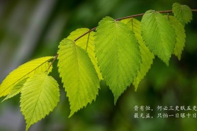 kaiyun体育app-法甲球队通过大数据优化边路突破战术，法甲联赛盘路点评