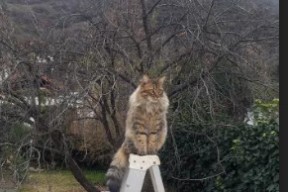 开云网站-尼日尔男篮在非洲锦标赛中夺冠，推动当地体育发展