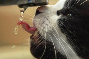 开云·Kaiyun网页版-教练团队职业发展路径进入政策支持范围，教练员自我发展规划