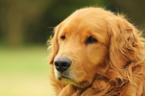 开云体育-基：全黑队的“灵魂防守者”，在关键时刻总能做出决定性拦截