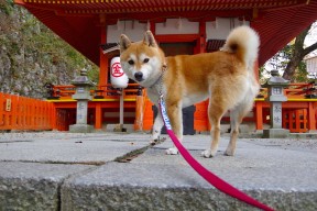 KAIYUN 中国大陆-校园足球缺乏跨校联动激励机制，校园足球扶持政策是什么