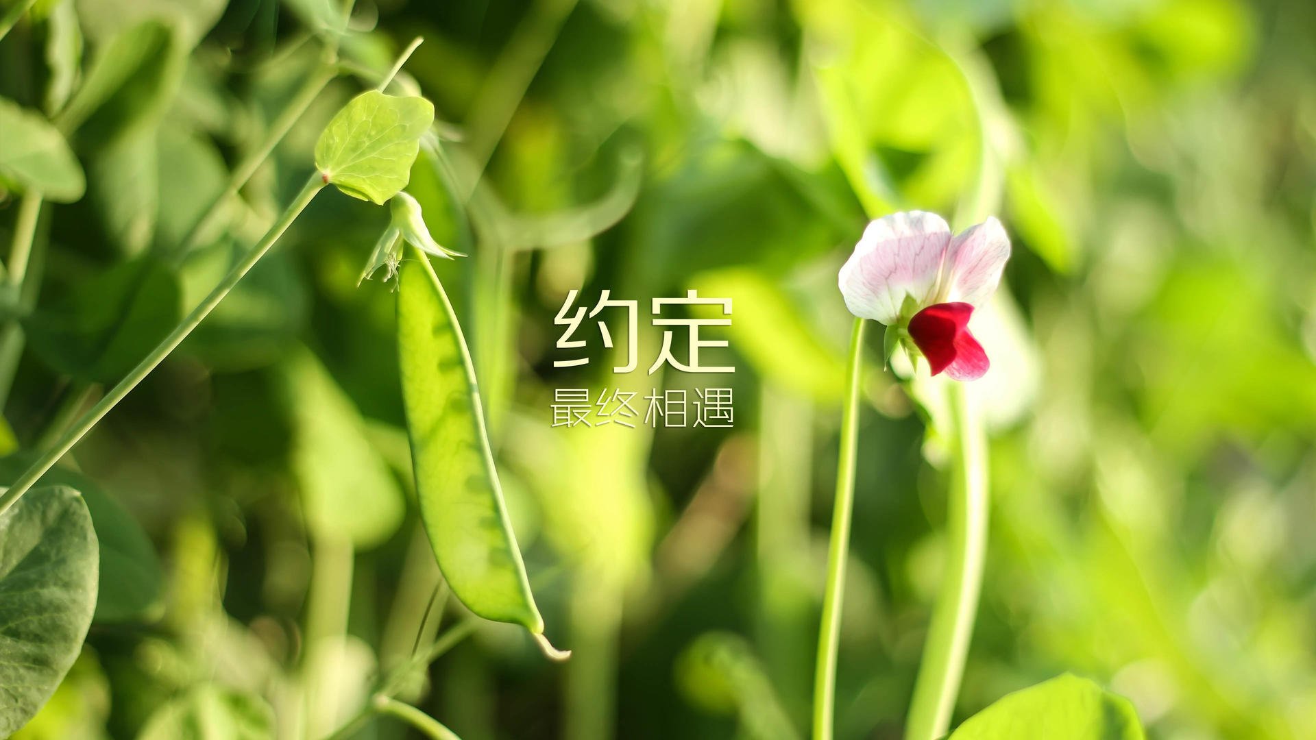国足各年龄段梯队建设情况，国足主力年龄