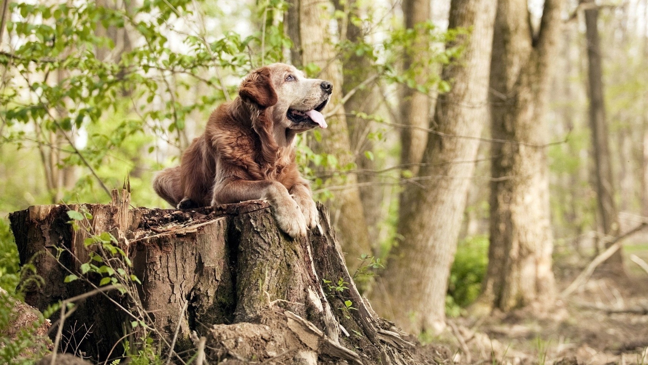 Chinese Taipei团队的未来：合作与共赢的全球视野，chinese台北是什么意思