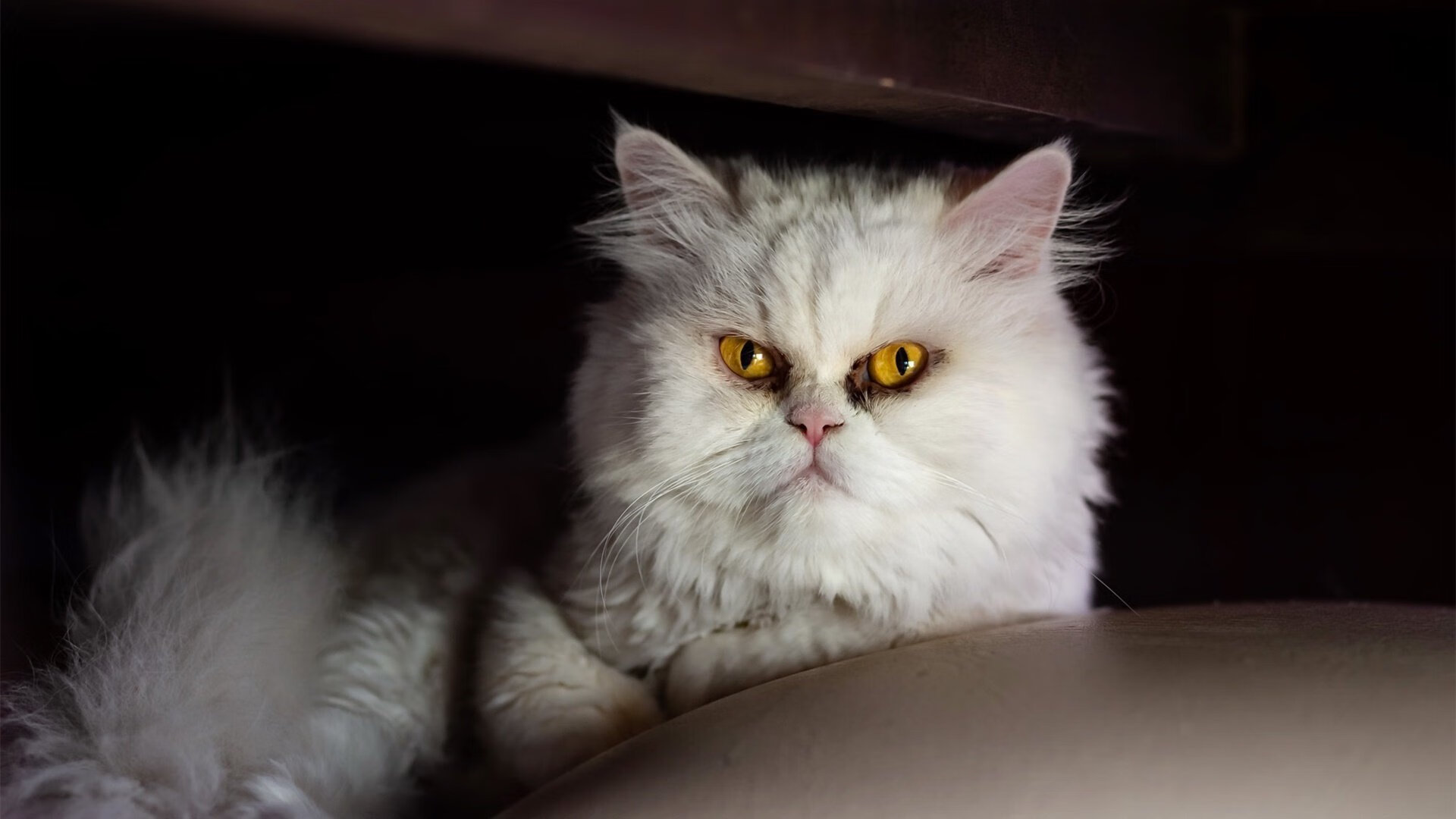 “水上芭蕾：艺术与竞技的完美融合，2025新加坡游泳锦标赛亮点”