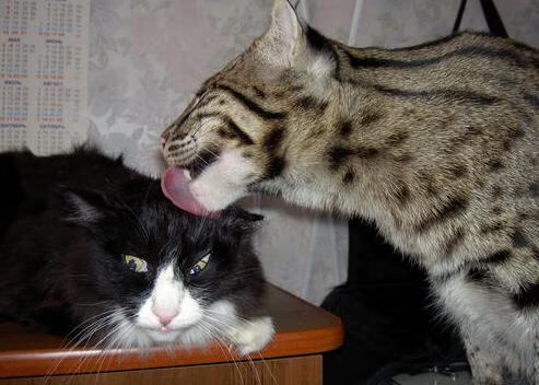 “腰旗橄榄球：东部新区赛场挑战极限，成为赛季亮点”