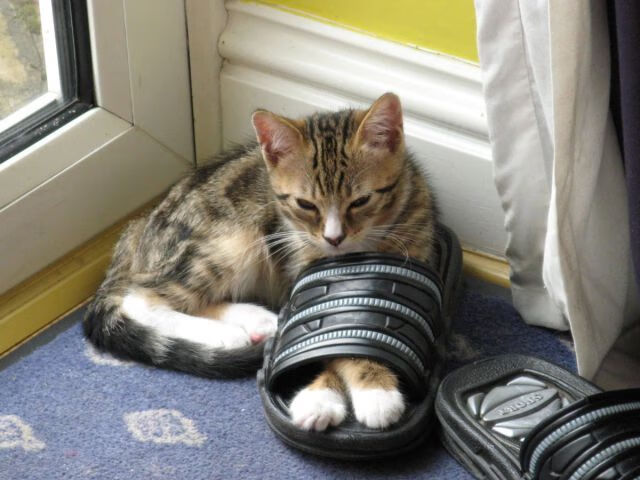 压迫式防守对快攻得分转化率的影响，压迫式是什么动作