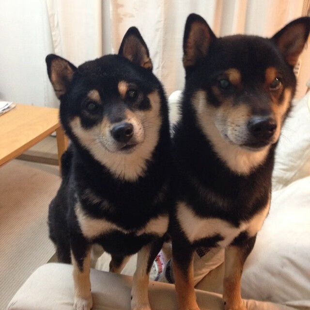 国家队中锋体系为何难以接轨现代打法，中锋队员