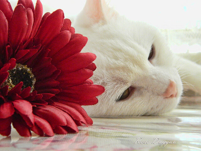 校园足球缺乏跨校联动激励机制，校园足球扶持政策是什么