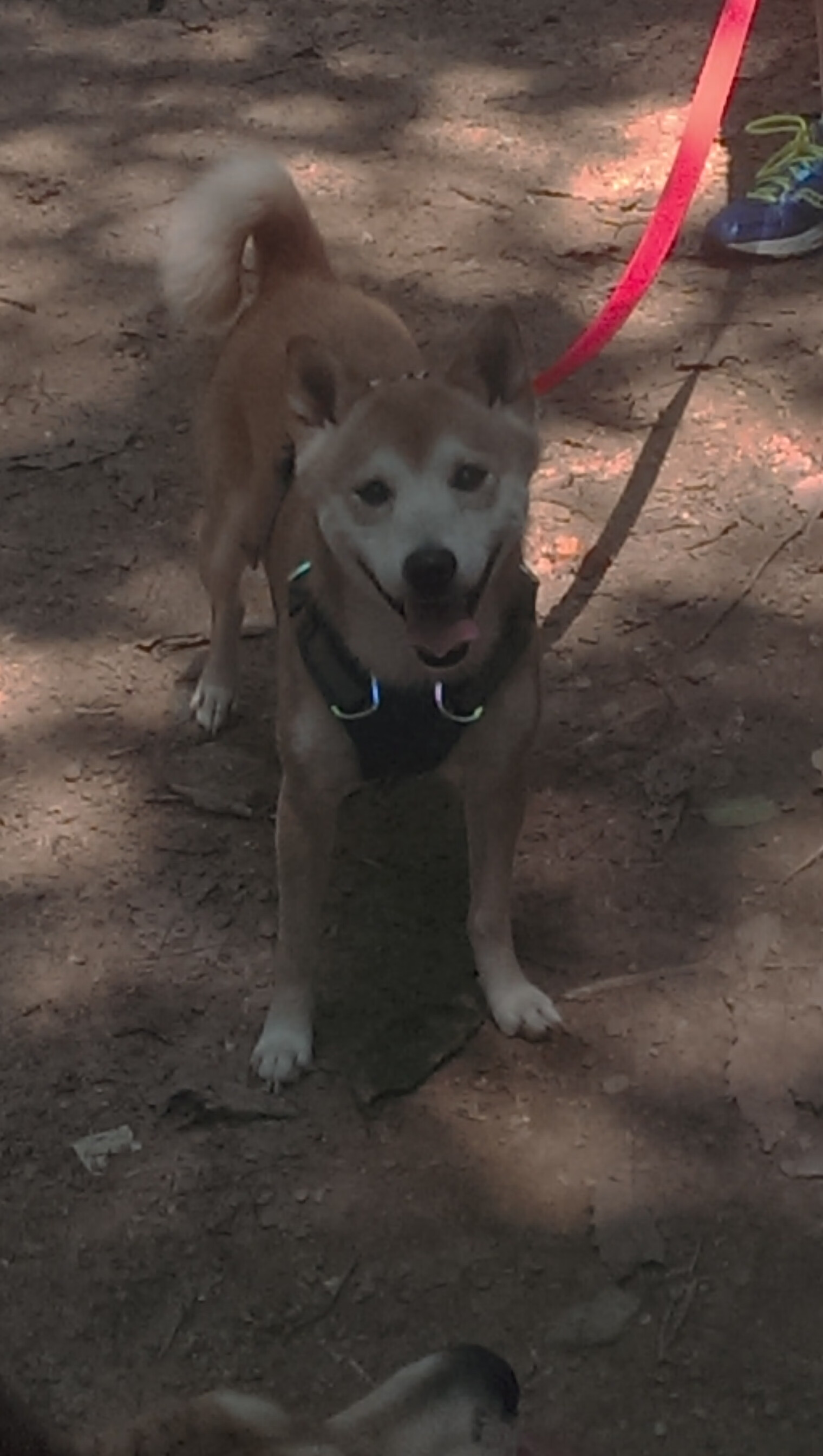 瑞典乒乓团队在2024年混合团体世界杯中扮演关键角色，瑞典乒乓球世乒乓赛冠军争夺赛