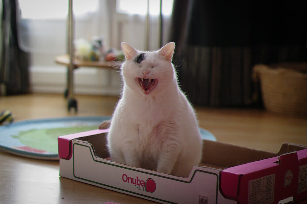 美国乒乓队的未来：如何借助科技提升训练效果，美国乒乓球队百度百科