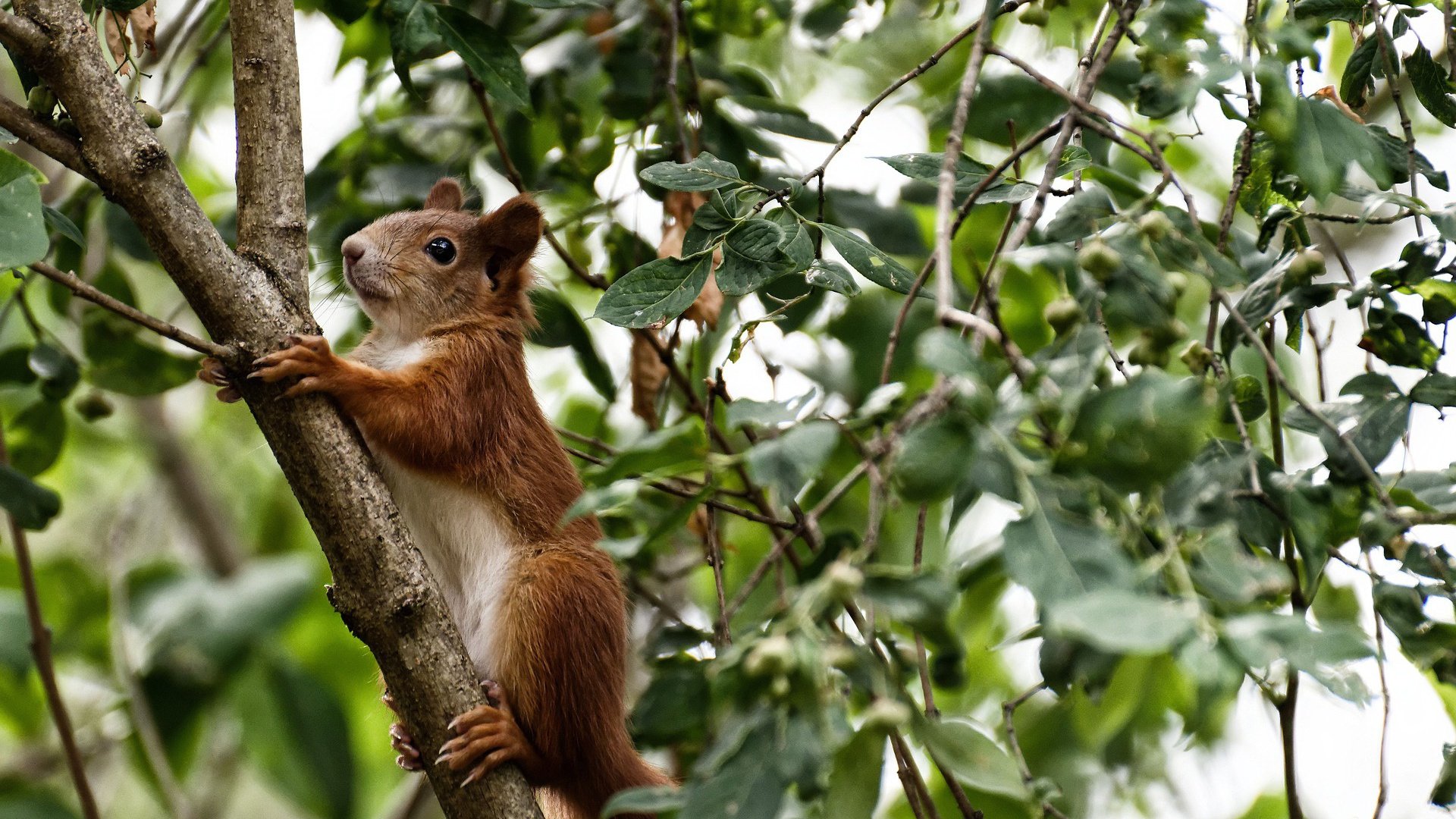 “南非羚羊队的强大阵容:萨尔·巴赫和其他新星的完美搭档”