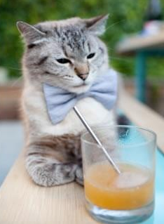 “南非羚羊队的强大阵容:萨尔·巴赫和其他新星的完美搭档”