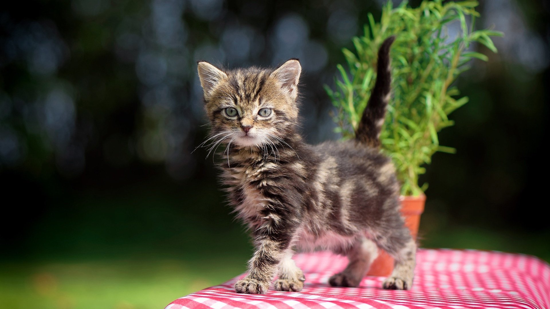 字母哥快攻反击一人完成三次得分，字母哥逆袭