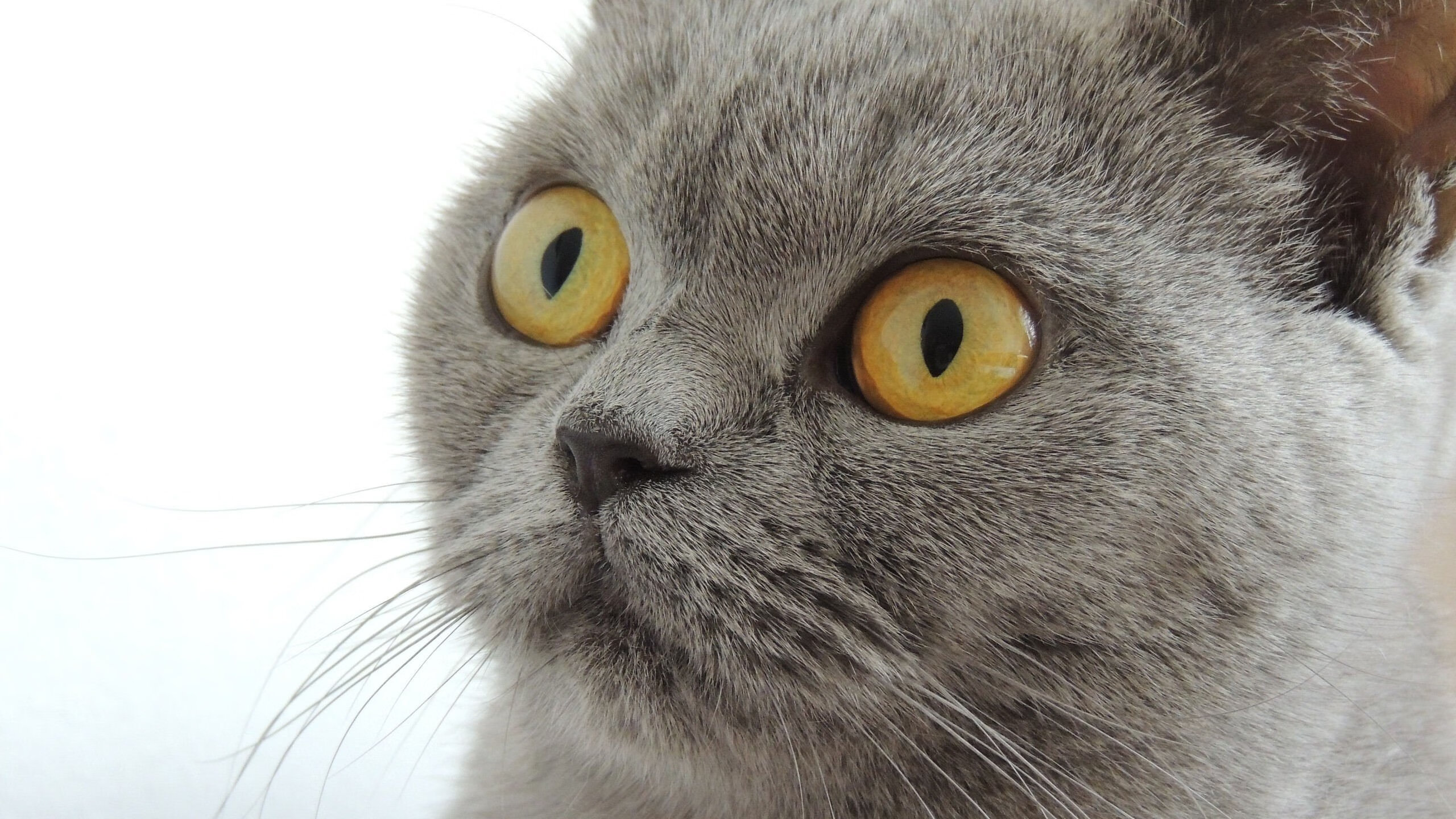 数据分析:体能储备与爆发力关系,体能爆发力训练计划