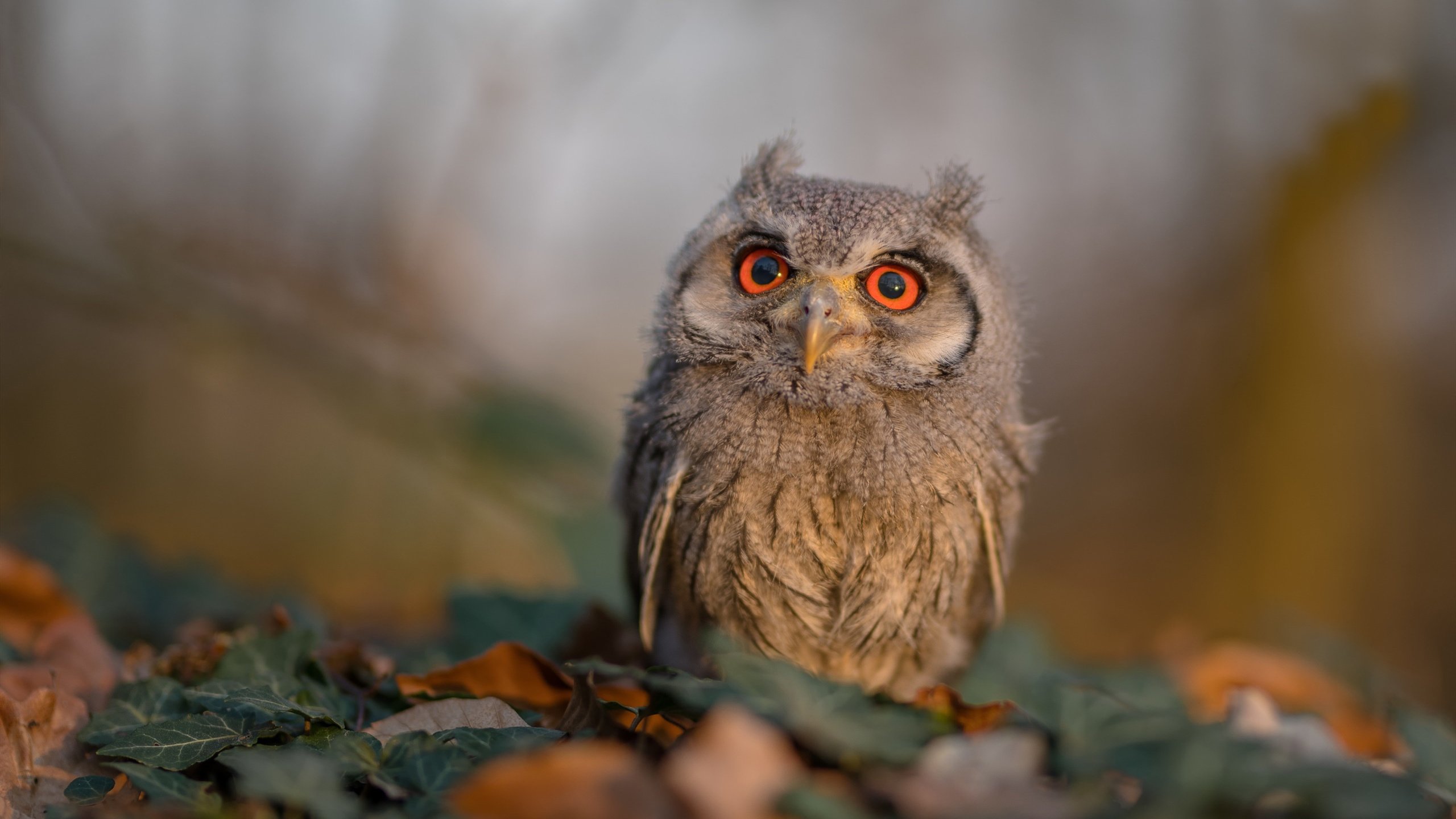 新一代沉浸式直播技术在全球赛事中试点，开启“全景观赛”新体验