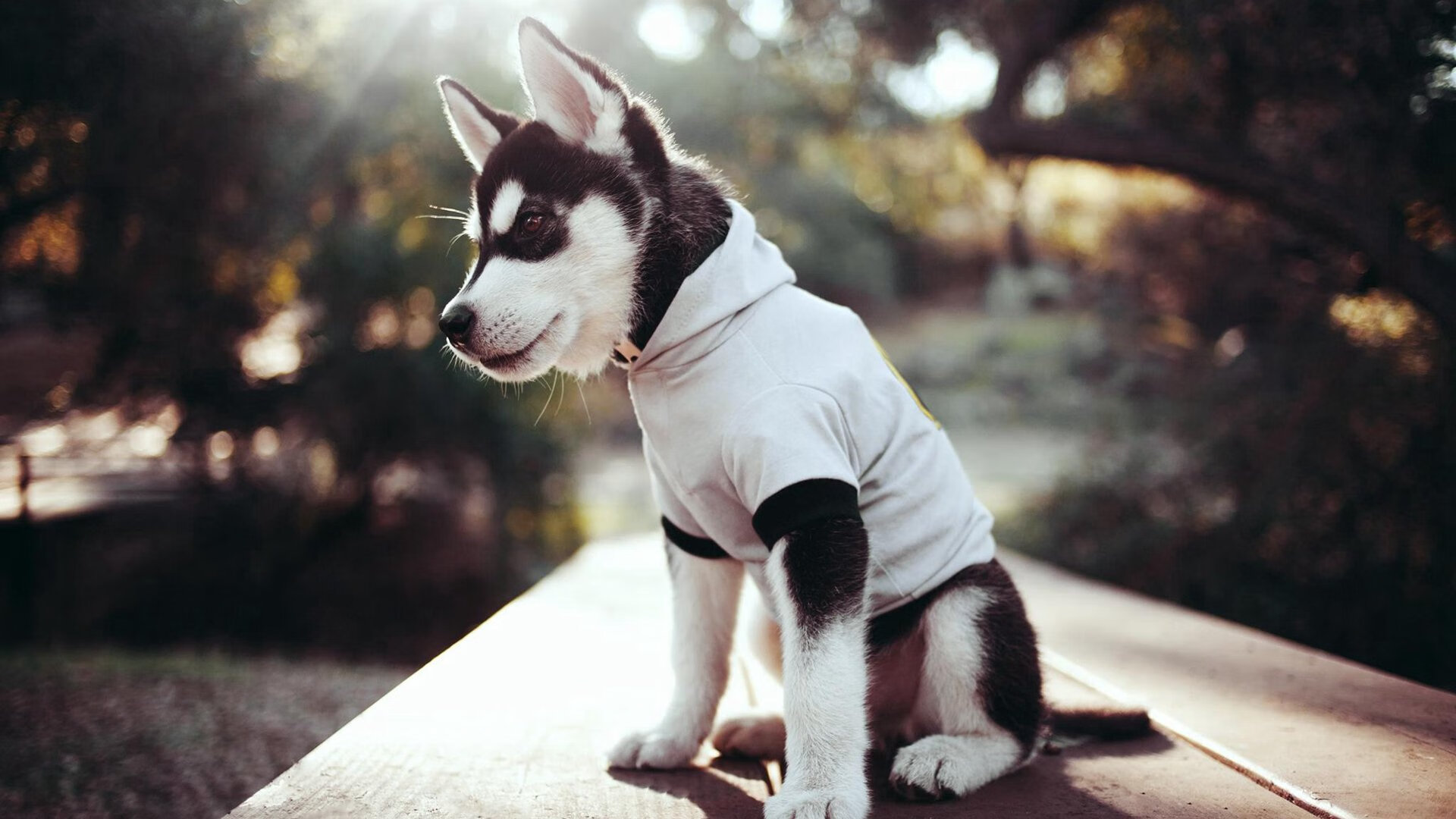 中国足球俱乐部推动多元化体育产业发展，中国足球职业俱乐部的发展